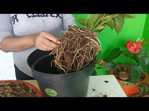 Video: División de plantas: ¿puedo dividir una planta?