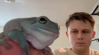 My Frog Wants You To Go To War