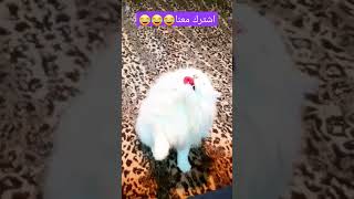 القطط??ظراءف مضحكة للقطط??مواقف مضحكه للقطط?كيف اللعب مع القطه?لعب القطة cat cat اشترك shorts