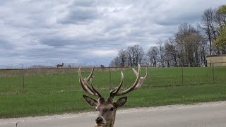 South Milwaukee Deer Herd by CheesyCheetah 36 views 1 year ago 43 seconds