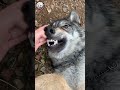 オオカミなんか怖くない