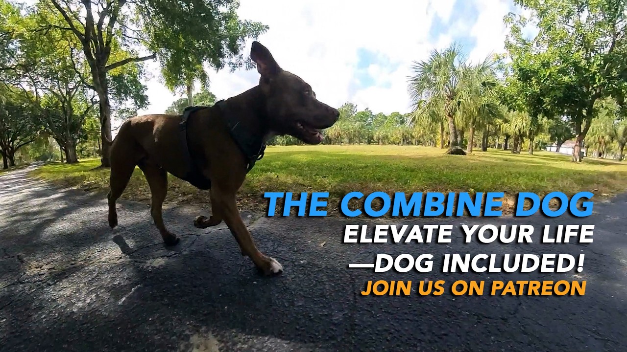 Why I Started The Combine Dog on Patreon—For Dog Lovers Like You