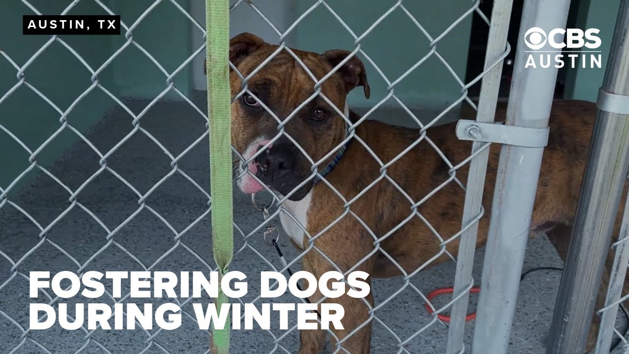 Austin Pets Alive Urgent Call: Foster Dogs Before Winter Storm Freeze