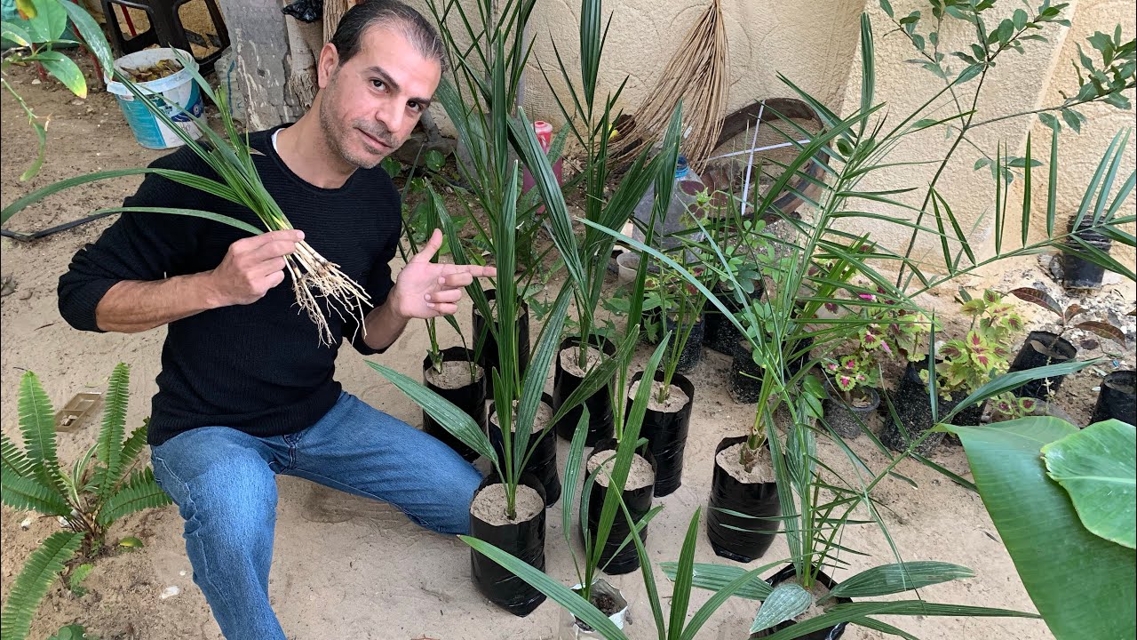 زراعة بذور التمر 🌴 معرفة وتحويل الفسائل من (فحل) ذكر إلي أنثى بثلاث طرق 🏝️ وتسريع نمو فسائل النخيل