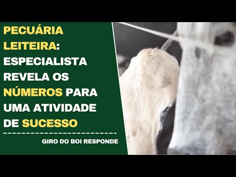 PECUÁRIA LEITEIRA: ESPECIALISTA REVELA OS NÚMEROS PARA UMA ATIVIDADE DE SUCESSO