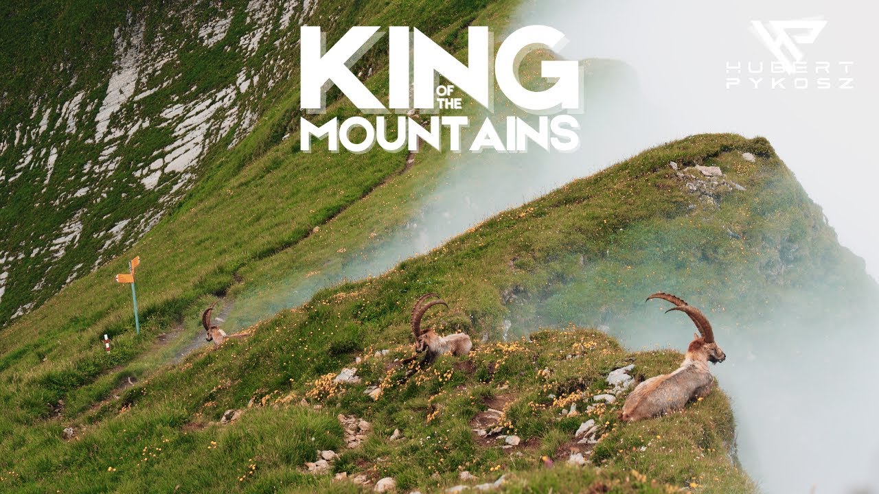 King of the Mountains – Alpine Ibex Encounter | Short Cinematic Video