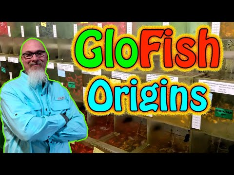 Video: GloFish Vēsture Un Zinātne