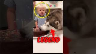 The Dog devoured the cake to save the child