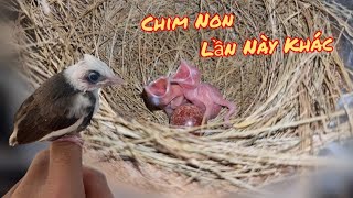 Tổ Chào Mào Gen Mắt Đỏ Rubi 3 Trứng Nở 2 Con Nhưng Lần Này Lạ Lắm / HIỆP CUỘI TV