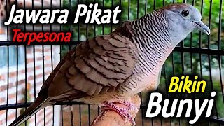 Perkutut lokal gacor suara besar - KRISTAL