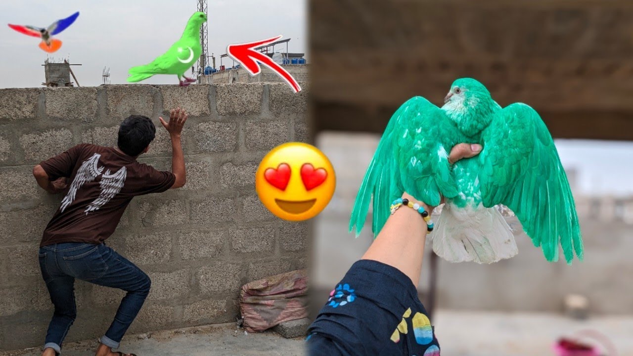 Aj Pakistan kabootar pakda Liya 🥳 how to check pigeon 