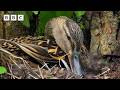 Life starts fast for these nine ducklings... - BBC