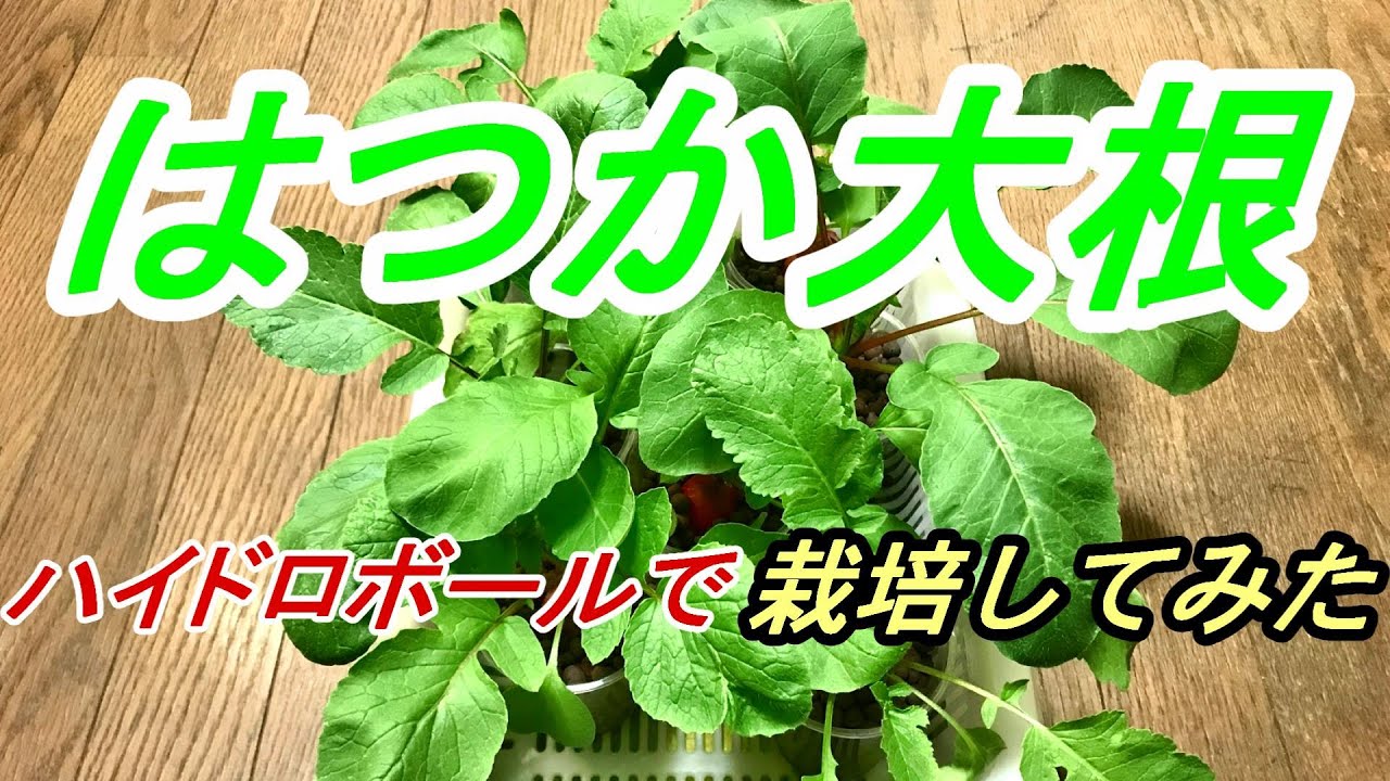 はつか大根  種まき～収穫　ハイドロボールで【プラカップ栽培】をやってみました