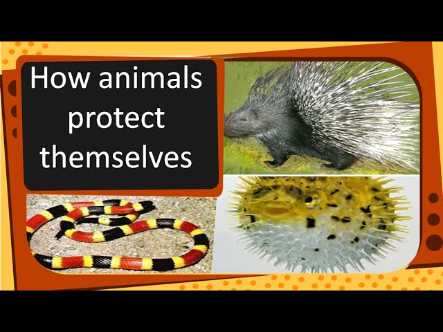 Science - How animals protect themselves - English - YouTube