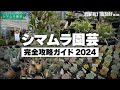 【埼玉園芸店巡り】観葉植物、多肉植物、アガベ、塊根植物、ビカクシダ、サボテン、エケベリア。全てが揃う埼玉一の園芸店、シマムラ園芸完全攻略ガイド2024!!