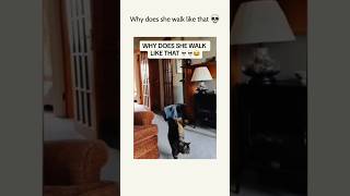 Funny Cat Moments Part 17