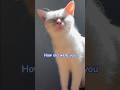 What word ends with a letter V? #shorts #cats