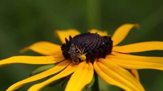 Crab spider catches hover fly