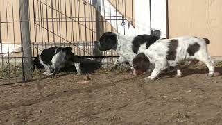 Scent imprinting French Brittany puppies with quail