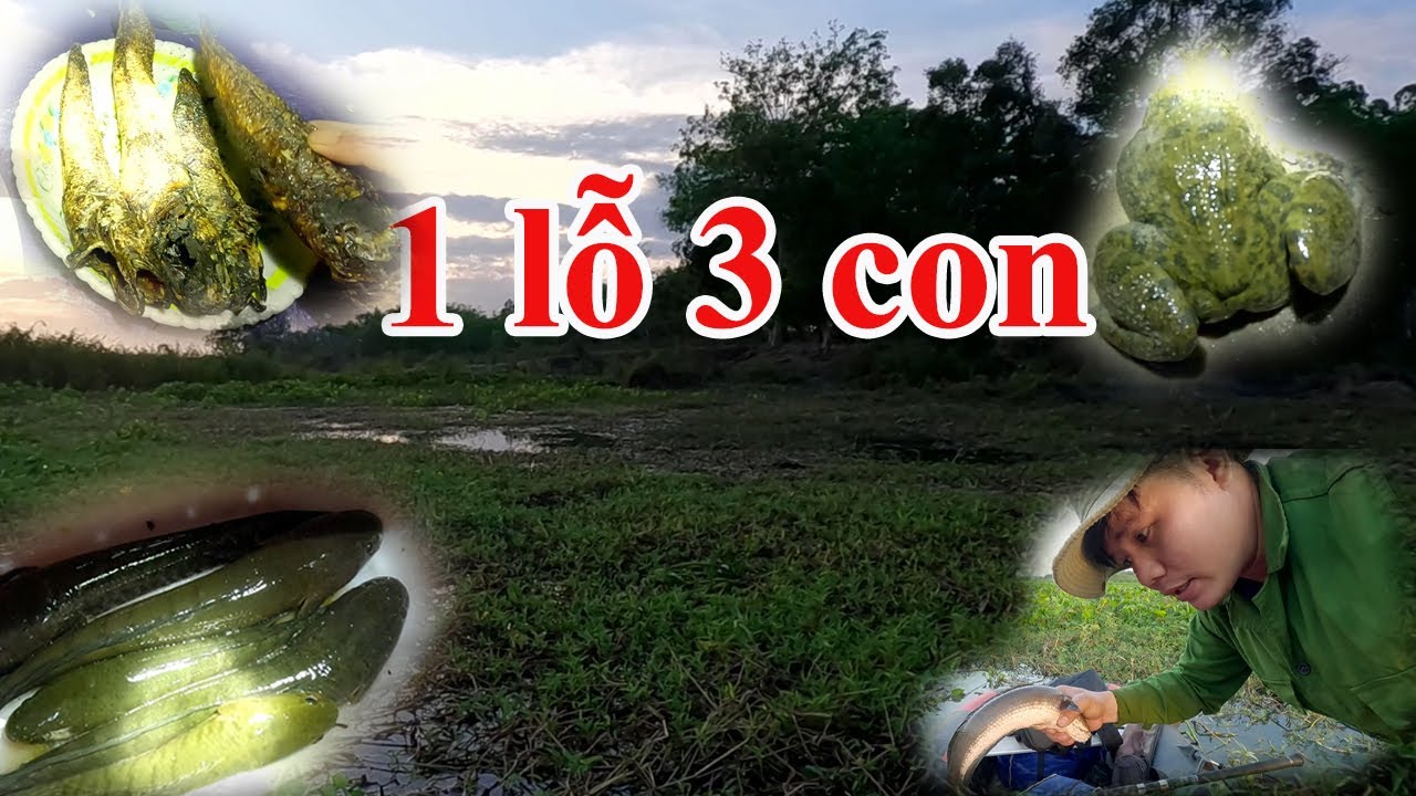 Săn cá lóc mùa nước rút ở Hồ Dầu Tiếng