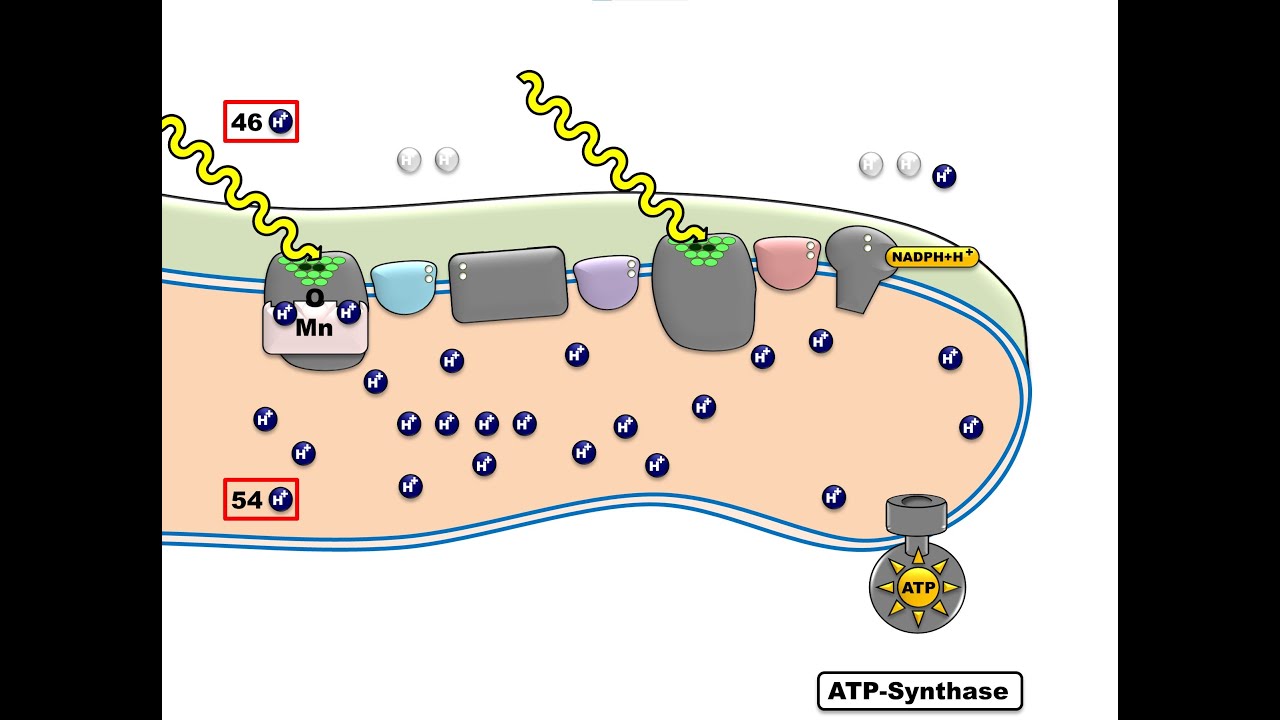 Chemiosmotisches Modell Der Atp Bildung PHOTOSYNTHESE - DIE CHEMIOSMOSE - YouTube