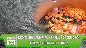 Không khí lạnh mạnh tràn về, rét đậm, rét hại, có nơi 0 độ: Chăm sóc đàn gà thế nào? | VTC16