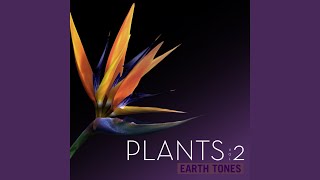 Photosynthesis - Bleeding Fingers