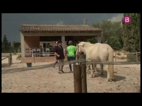 Vídeo: Com Veuen Els Cavalls