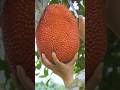 Jackfruit #farming #harvesting #fruit #garden