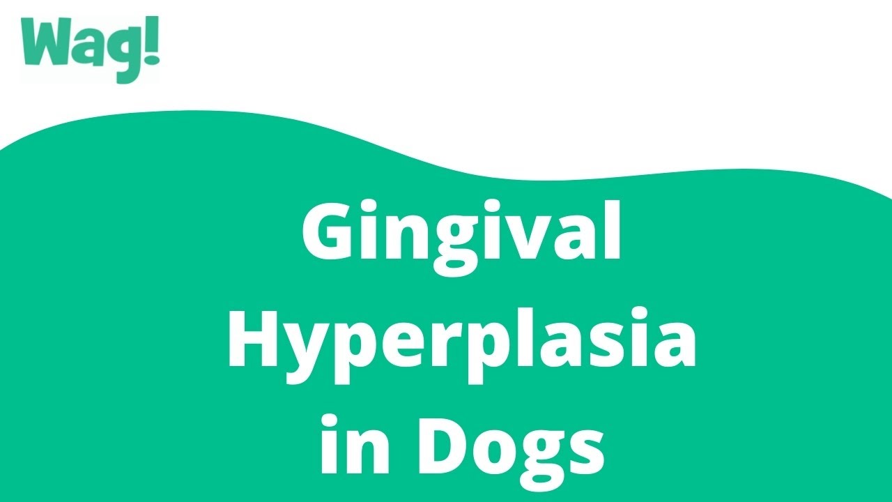 Hyperplasia Dogs - Symptoms, Diagnosis, Treatment, Recovery, Management, Cost