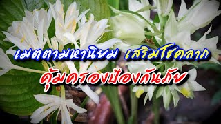 2 ว่านมงคลโบราณ ปลูกไว้หน้าบ้าน ป้องกันภัย ขับไล่สิ่งอัปมงคล เมตตามหานิยม เสริมดวงรับทรัพย์ บ้านดี