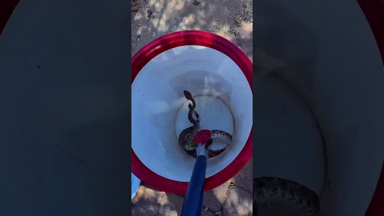 Rattlesnake Magnet in a Yard