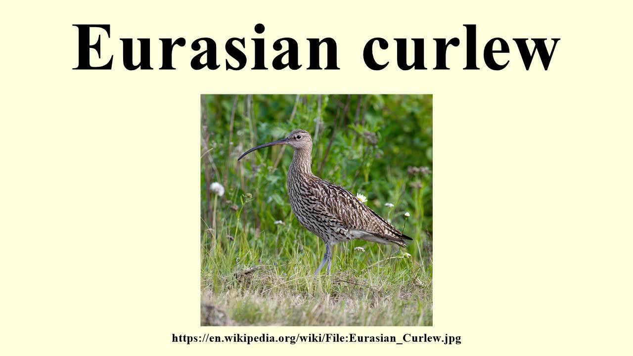 Eurasian Curlew YouTube