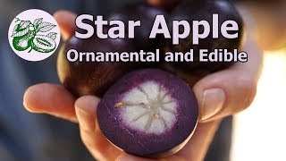 The Star Apple is Ornamental and Edible