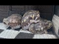 お腹が減ってるアメフクラガエルを観察します！