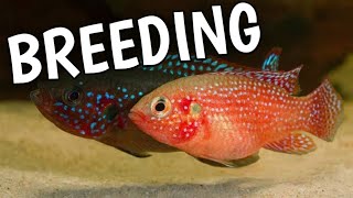 Jewel cichlid breeding | Red jewel cichlid breeding | Jewel fish breeding .