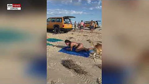 Dingo put down after being filmed biting French tourist on K’gari