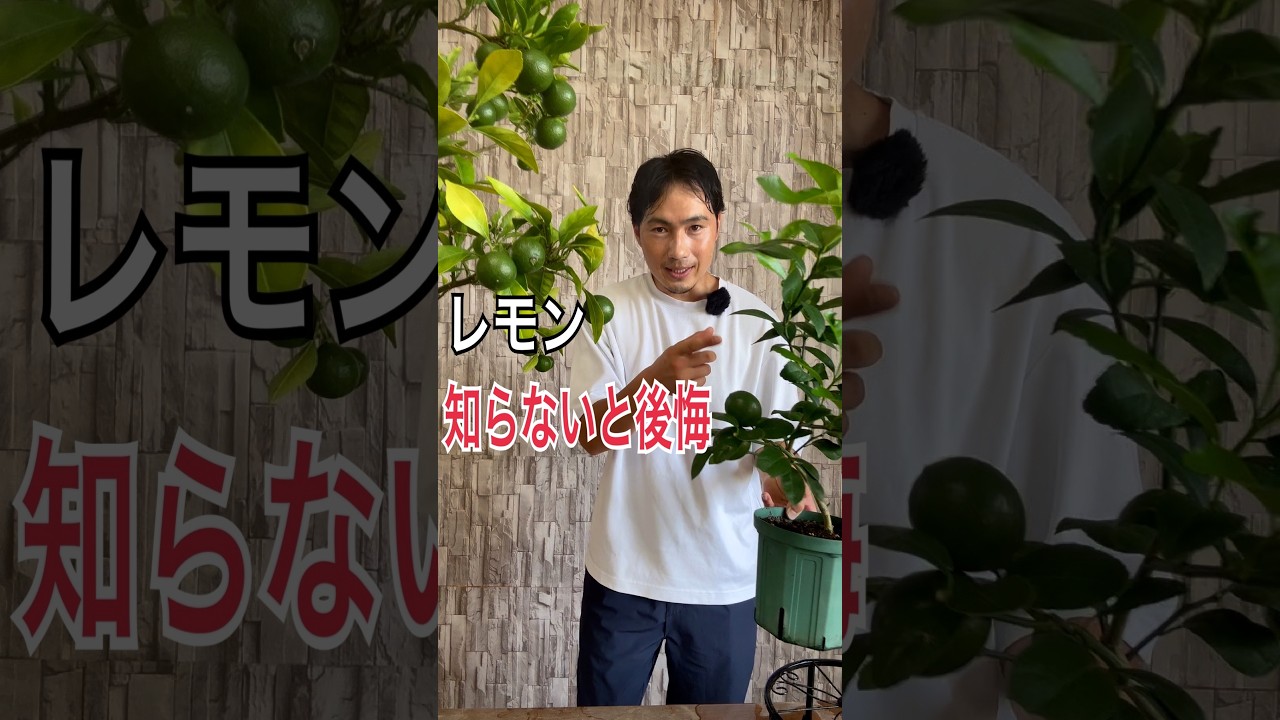 【レモン】８月の管理で1番大切なこと。