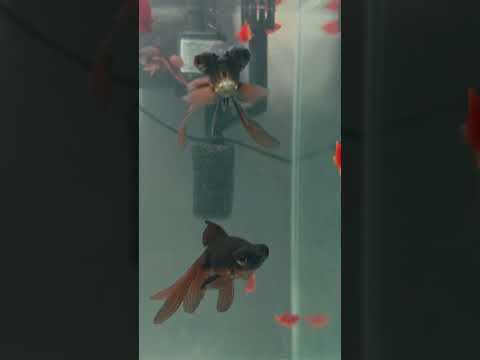 Your will lose less fish after doing this 😯