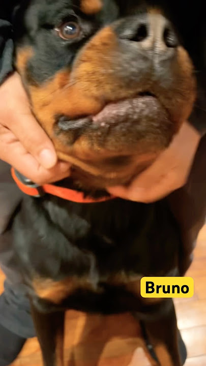 Labubu #shorts #dog #labubu #funny #rottweiler #animals #adorable #cute  #pets #ytshorts #shortsfeed