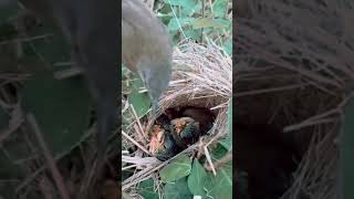 Homeless Man Saved Birds' Nest | Emotional video | Let's protect animals #motivation #shorts #family