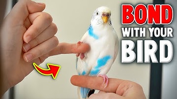 How to Gain Trust & Bond With Your Bird Compilation