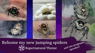 Rehoming My New Jumping Spiders  Pregnant Spooder?!
