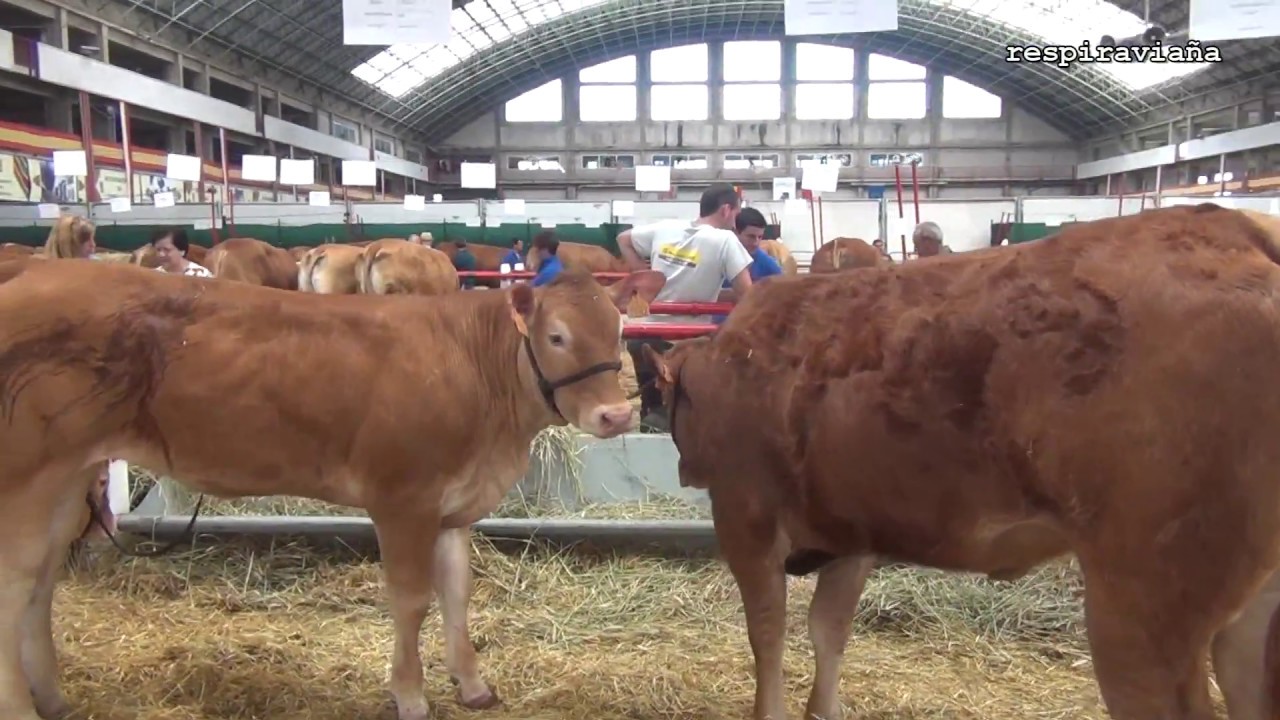 Concurso Regional de Ganado Limousin . Torrelavega 29 7 18
