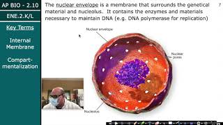 AP BIO 2.10 CELL COMPARTMENTALIZATION