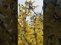 Forsythia: Early Spring Blooms of Yellow  #nature explorelearngrow #flowers #shrubs  #tree #shorts