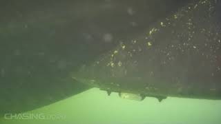 Chasing Dory ROV, first dive.