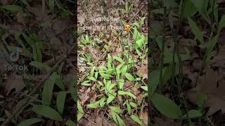 Foraging Ramps, and How to Identify...