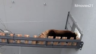 母を覗いていたライラ~Red Pandas