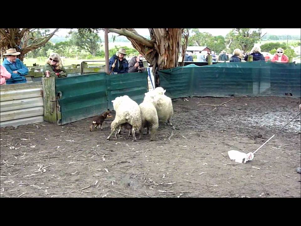 Australian Kelpie pup training YouTube